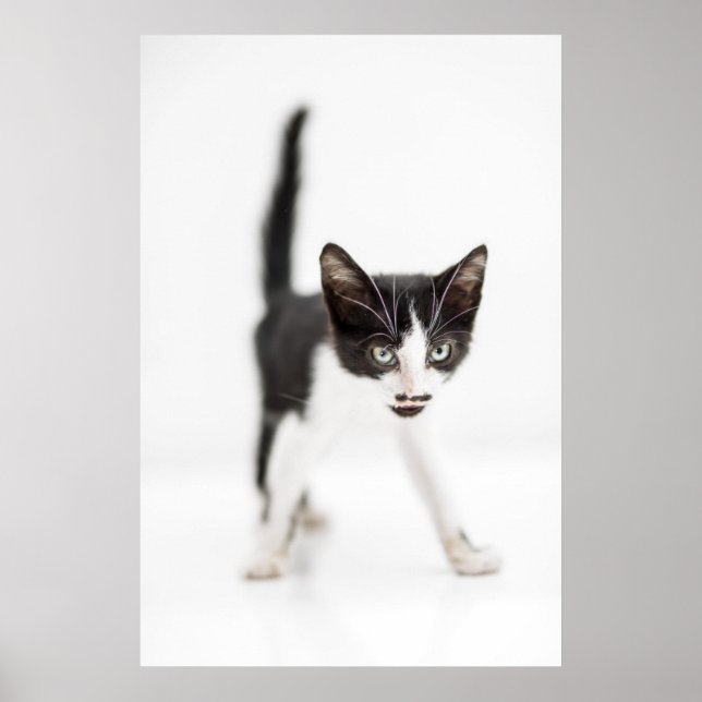 Póster Pequeño gato (Frente)