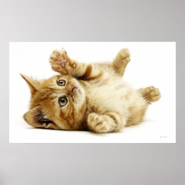 PÓSTER PEQUEÑO GATO (Frente)