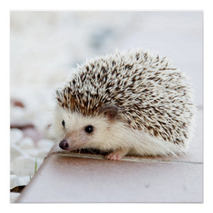 Póster Pequeño Hedgehog