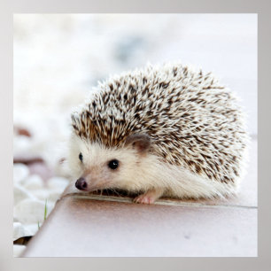 Póster Pequeño Hedgehog