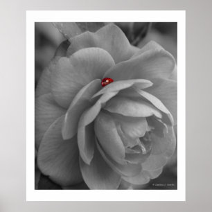 Póster Pequeño insecto sobre una flor