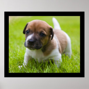 Póster Pequeño Jack