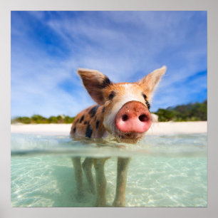 Póster Pequeño lechón
