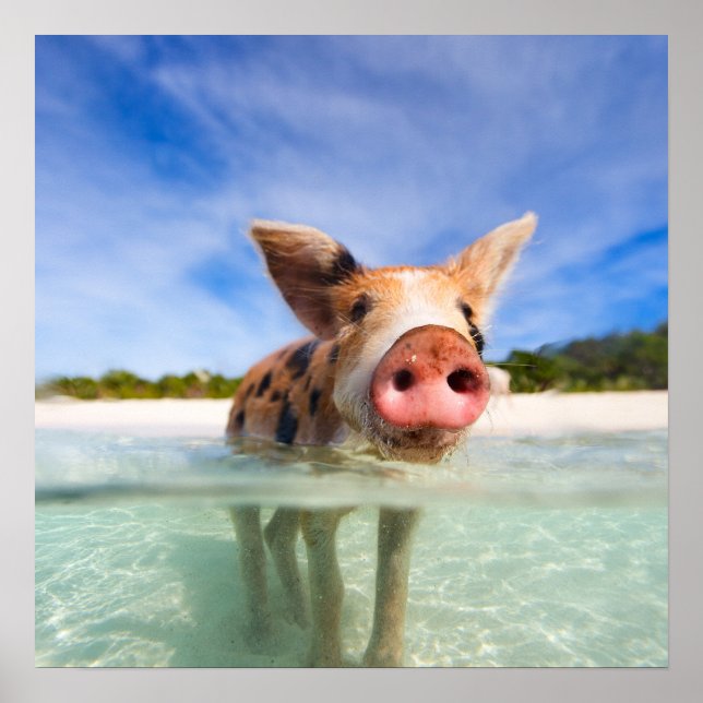 Póster Pequeño lechón (Frente)