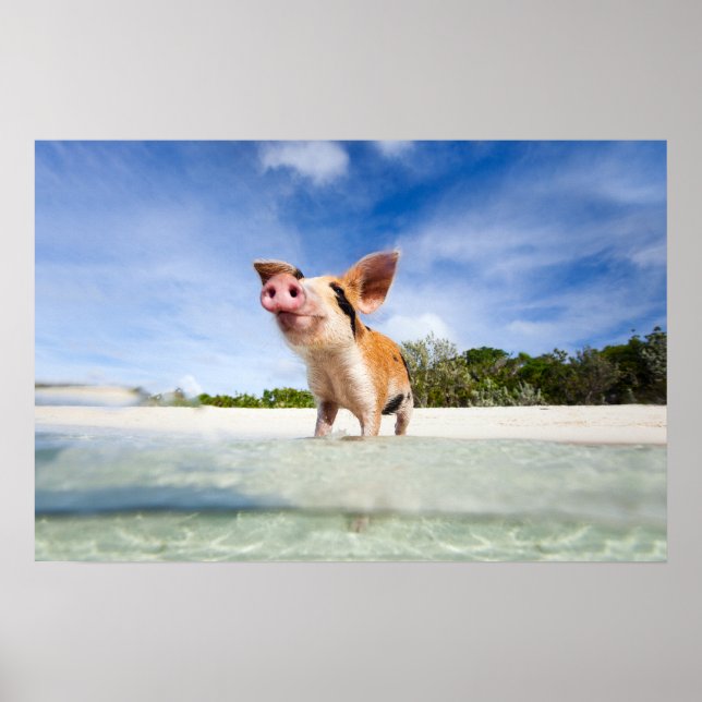 Póster Pequeño lechón (Frente)