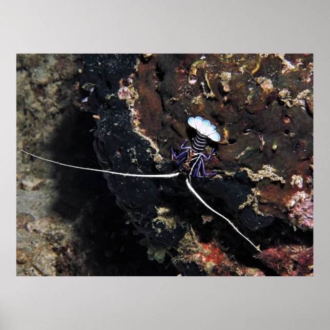 Póster Pequeño Lobster (Frente)