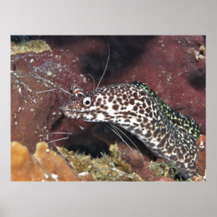 Póster Pequeño Moray