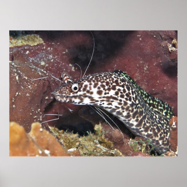 Póster Pequeño Moray (Frente)