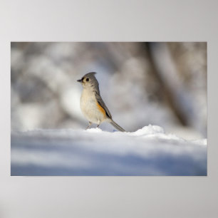 Póster Pequeño pájaro timorí en la nieve