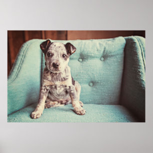 Póster Pequeño perrito lindo en silla verde azulada