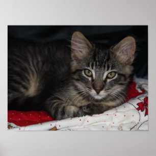 Póster Pequeño poster acogedor del navidad del gatito