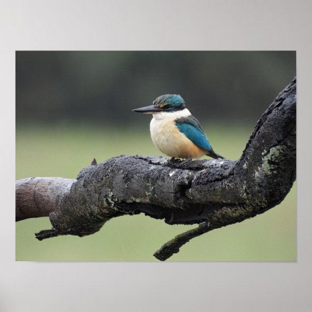 Póster Pequeño Poster de aves Kookaburra (Frente)