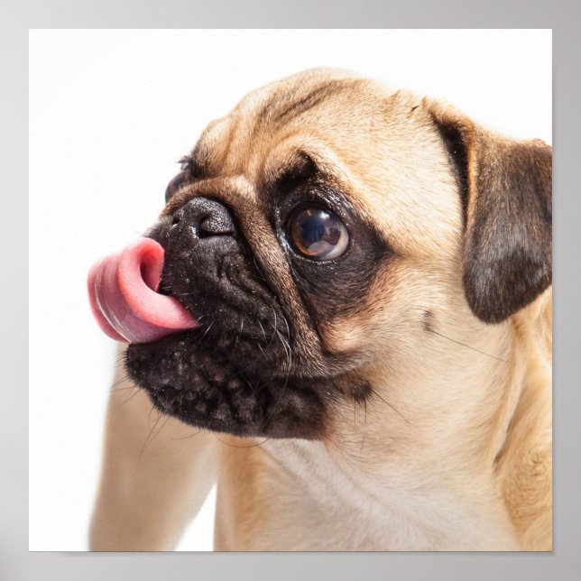 Póster Pequeño poster de cierre de pug de corte (Frente)