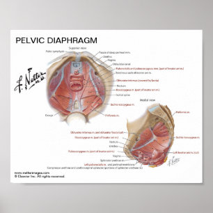 Póster Pequeño poster - el diafragma pélvico del Netter