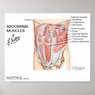 Póster Pequeño poster - Los músculos abdominales de Nette