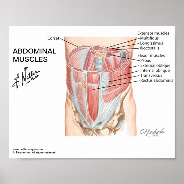 Póster Pequeño poster - Los músculos abdominales de Nette (Frente)