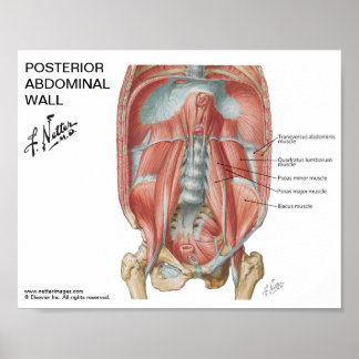 Póster Pequeño poster - Muro abdominal posterior de Nette