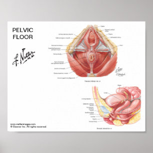 Póster Pequeño poster - músculos pélvicos del piso del