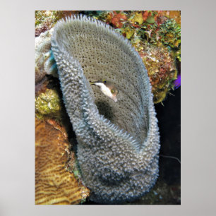 Póster Pequeño Puffer en Coral