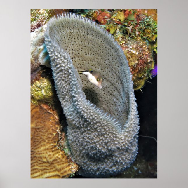 Póster Pequeño Puffer en Coral (Frente)