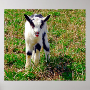 Póster Pequeño punto