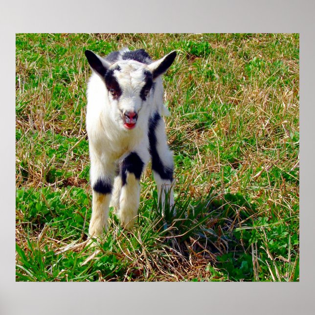 Póster Pequeño punto (Frente)