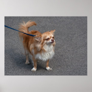 Póster Pequeño Redhead