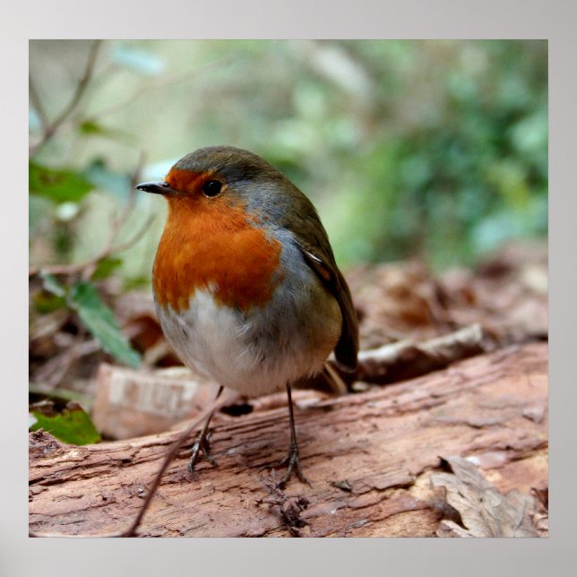 Póster Pequeño Robin Poster (Frente)