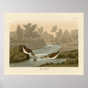 Póster Pequeño Sandpiper de los pájaros de América de Aud
