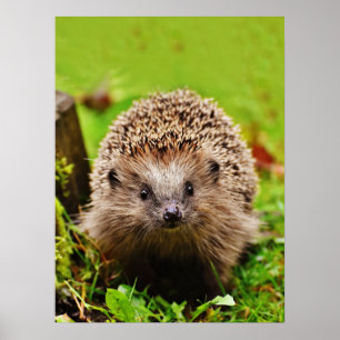 Póster Pequeño y pequeño cobertizo en el bosque