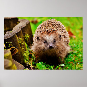 Póster Pequeño y pequeño cobertizo en el bosque
