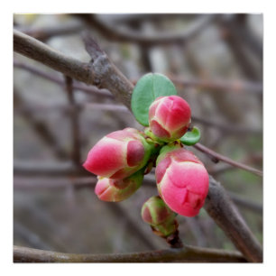Póster pequeños brotes rojos