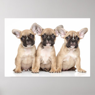 Póster Pequeños Bulldoges franceses