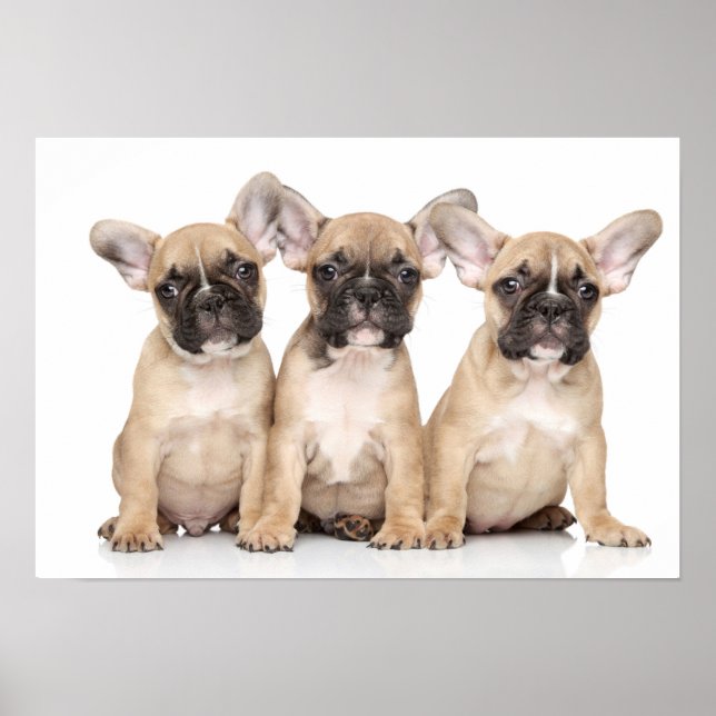 Póster Pequeños Bulldoges franceses (Frente)