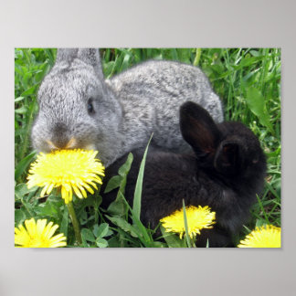 PÓSTER PEQUEÑOS CONEXIONES DE BÚSQUEDA DANDELION GRASS NA