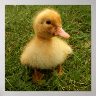 Póster pequeños pájaros divertidos