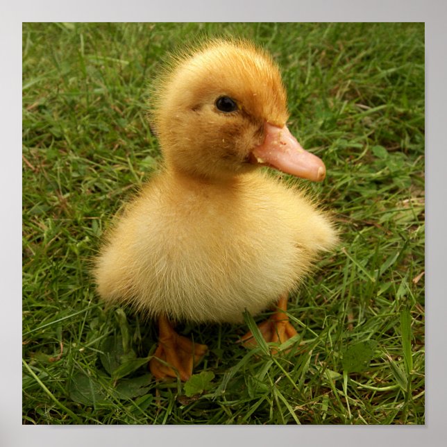 Póster pequeños pájaros divertidos (Frente)