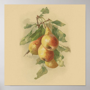 Póster Peras del vintage