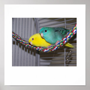 Póster Perca de Linnies