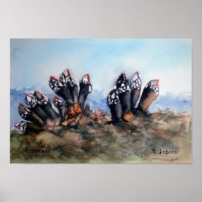 Póster Percebes/Barnacles (Frente)