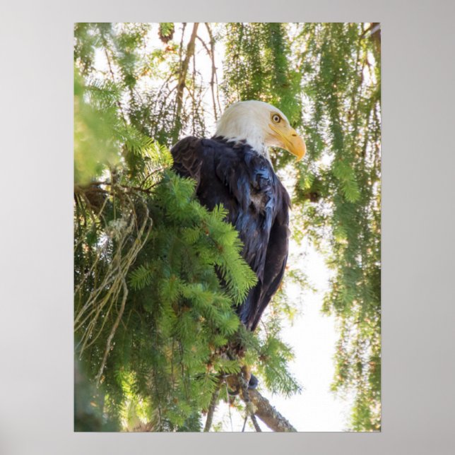 Póster Perchas de águila calva en Douglas Fir (Frente)