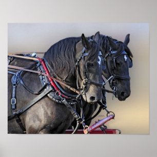 Póster Percheron Borrador Equipo de Trabajo de Caballos