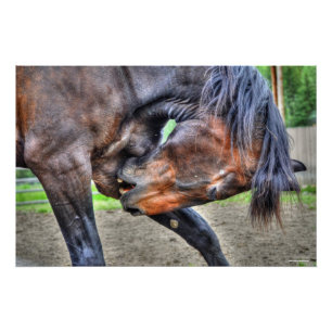 Póster Percheron negro Geling Horse Preening Photo