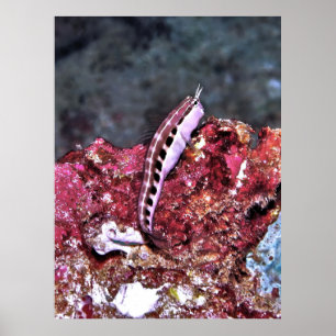 Póster Perching Blenny