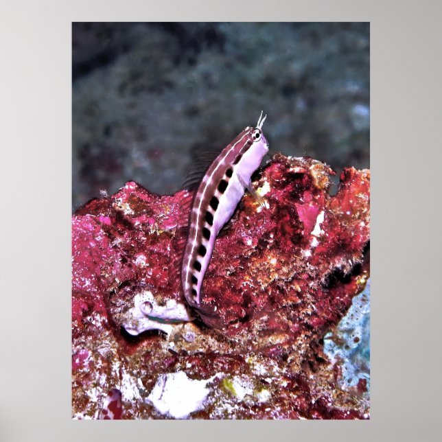 Póster Perching Blenny (Frente)