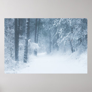Póster Perdido en un bosque mágico