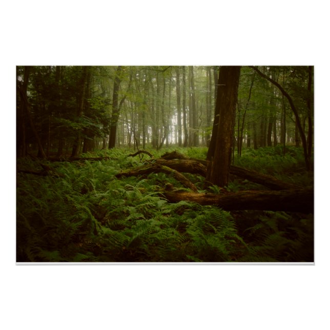 Póster Perdidos en los bosques (Anverso)