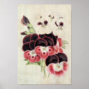 Póster Perdita de época, modestia y garibaldi Pelargonium