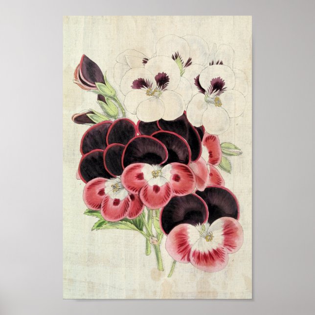 Póster Perdita de época, modestia y garibaldi Pelargonium (Frente)