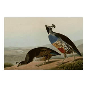 Póster Perdiz de California